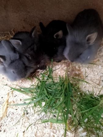 Image 1 of 6week old baby rabbits for sale lion head cross Netherland d