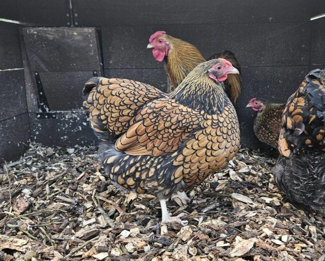 Preview of the first image of Gold Laced Wyandotte Bantams (3 Hens + 1 Cockerel).