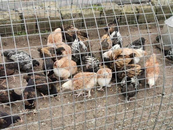 Image 10 of PURE BREED HENS, SALMON FAVEROLLE'S, ORPINGTON'S, CHICKENS