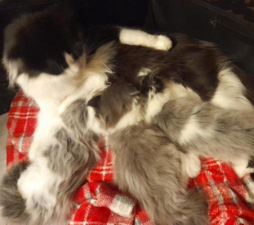 Image 12 of GCCF&TICA Registered Pedigree Maine Coon Kittens