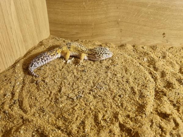 Image 1 of 2 leopard geckos for sale male and female