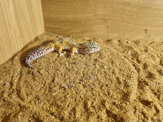 Preview of the first image of 2 leopard geckos for sale male and female.