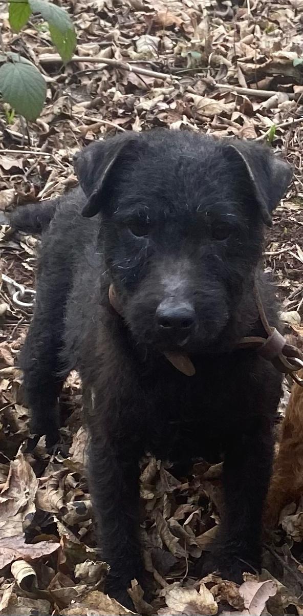 Preview of the first image of Patterdale terrier puppies for sale.