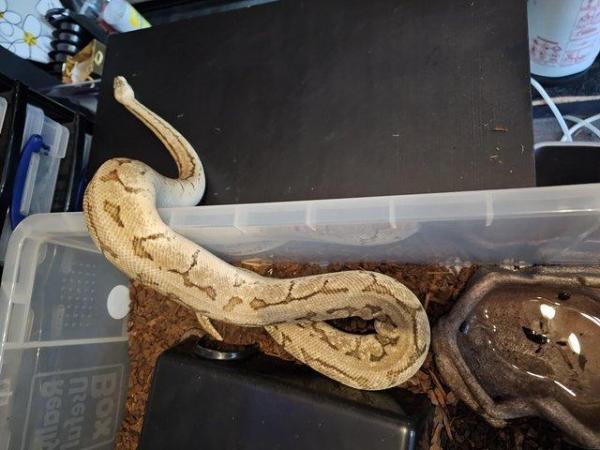 Image 3 of Ball pythons £75 ono each must go!