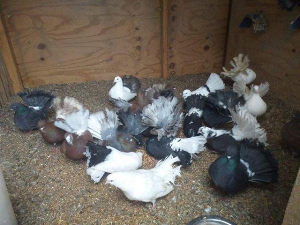 Image 2 of Indian fantail pigeons mixed colours