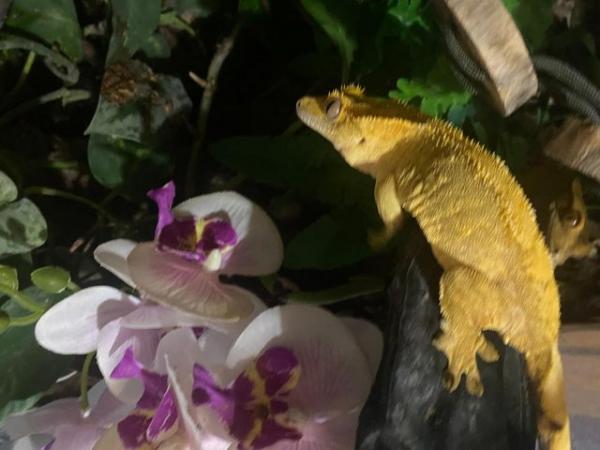 Image 2 of Stunning pair of breeding crested geckos and full set up