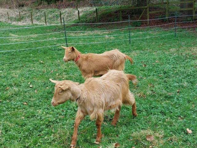 Preview of the first image of Pedigree Golden Guernsey goats.
