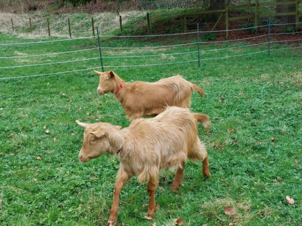 Image 1 of Pedigree Golden Guernsey goats