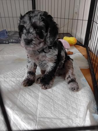 Image 1 of F1 cavapoo puppies for sale