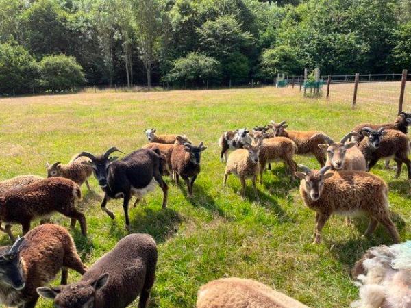 Image 4 of Soay sheep for sale lambs, ewes, shearling rams