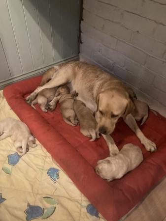 Image 3 of KC registered yellow/fox red Labrador puppies