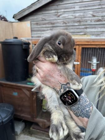 Image 3 of 3 months old mini lop bunnies