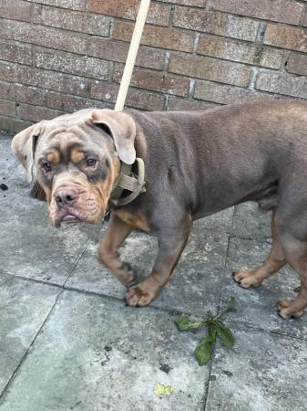 Image 1 of Old tyme bulldog for sale