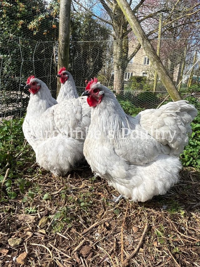Preview of the first image of Lavender Orpington largefowl Hatching eggs postage available.