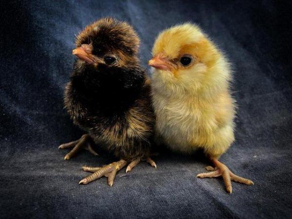 Image 2 of Day Old Chicks of Various Breeds