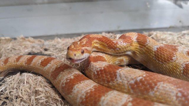 Image 3 of 2x corn snakes , breading pair
