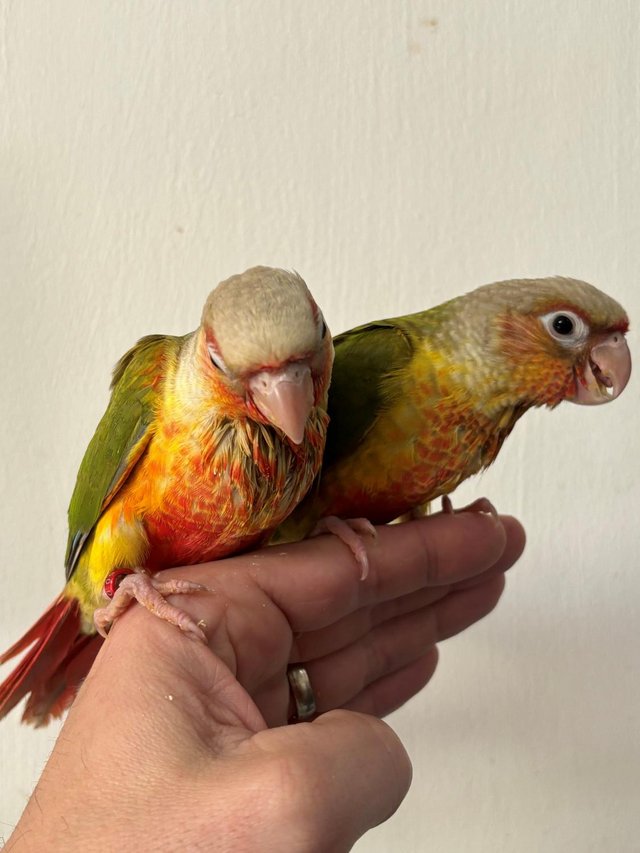 Preview of the first image of Kiwi and Lime Pineapple conures.