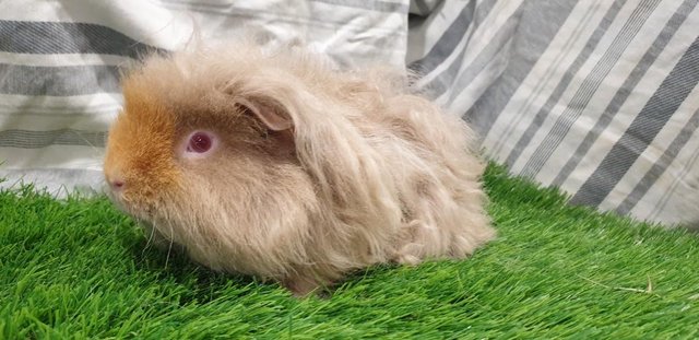 Image 2 of Various Sows (Female) Guinea Pigs for Sale