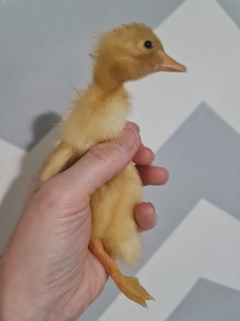 Image 2 of Runner Ducklings Collection Only