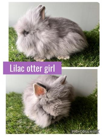 Image 9 of Stunning double mained lionhead babies
