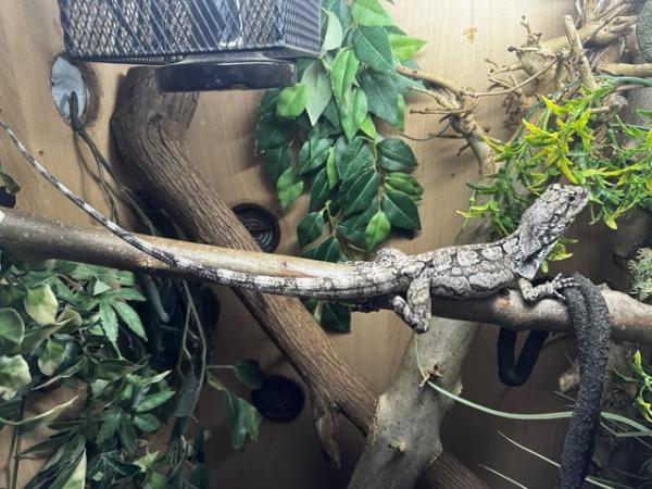 Image 3 of 6 month old Frilled Dragon for sale (CAPTIVE BRED)