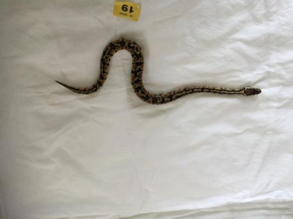 Image 8 of Pastel baby royal python - Female