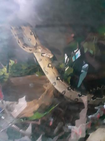 Image 5 of Boa constrictor with tank set up