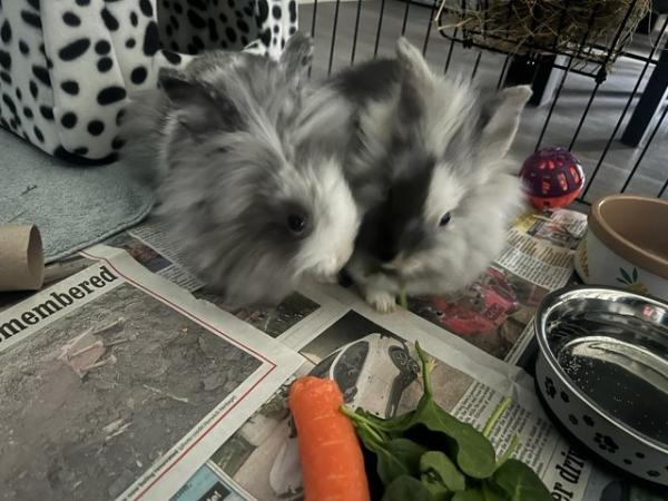 Image 5 of 2 male white & grey lionhead rabbits for sale