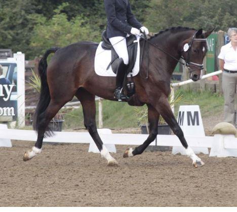 Preview of the first image of Beautiful bay 16hh Hanoverian mare for sale 15 yo..