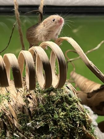 Image 3 of Harvest mice females - Hertfordshire
