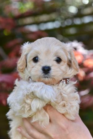 Image 4 of Beautiful F1 Toy Maltipoo Puppies (1 Left)