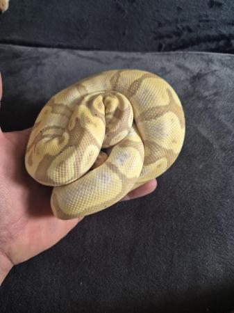 Image 2 of Royal python for sale multi gene