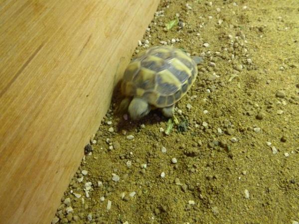 Image 3 of Baby Hermann's tortoises for sale