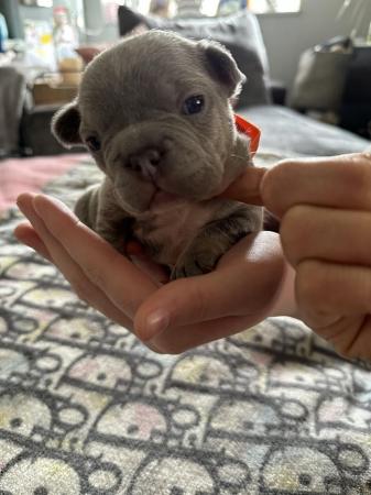Image 39 of French bulldog Puppys quality litter PP avail