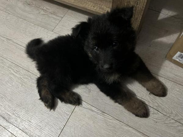 Image 12 of **German Shepherd Puppy for sale £650**