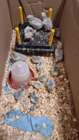 Image 4 of Day Old Pure Breed Lavendar Pekin Chicks 10 available