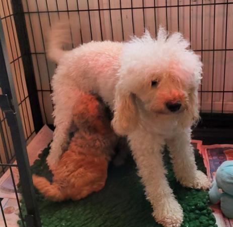 Image 5 of KC Miniature poodle pups looking for forever homes