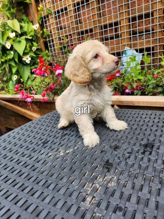 Image 3 of Stunning f1 cockapoo puppies ready now