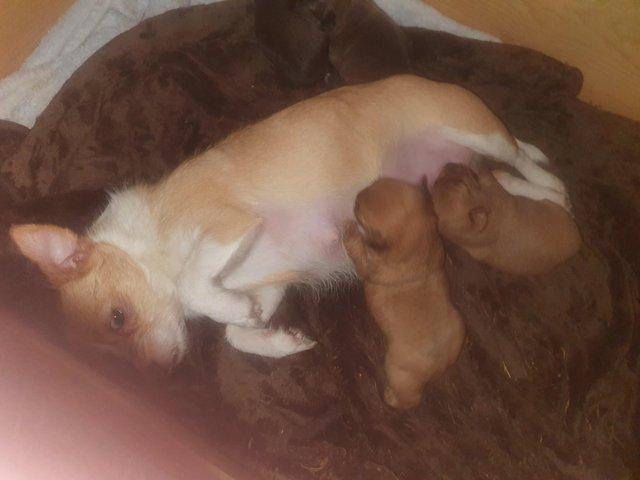 Preview of the first image of BEAUTIFUL MIXED BREED PUPPIES REDUCED PRICE 2 LEFT.