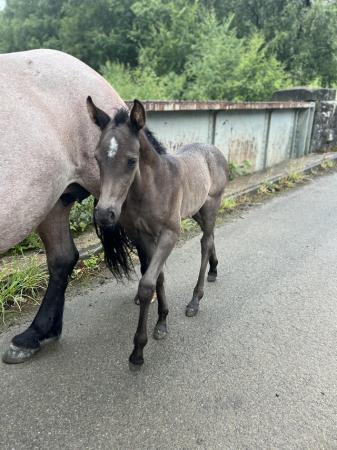 Image 4 of PRE Fusion filly foal to make 16hh