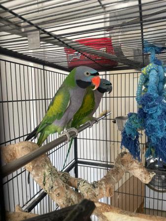 Image 3 of Derbyan parrot looking for a knowledgeable home