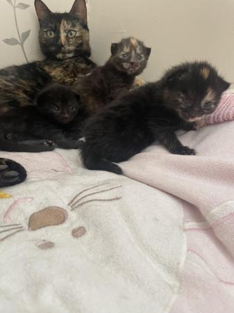 Image 2 of Mixed breed kittens ready 21st june