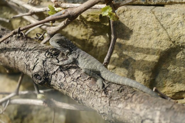 Image 5 of Baby Male Australian Water Dragons (CB Aug 23)