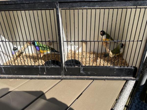 Gouldian finches for sale For Sale in Doncaster, S Yorkshire | Preloved