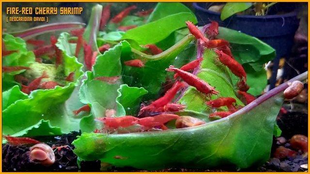 Image 2 of Mixed Cherry Shrimp for Tropical Tank