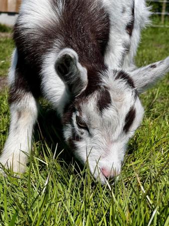 Image 3 of Registered Female Dwarf Dairy Goat Kid like Nigerian Dwarf