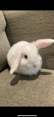 Image 1 of Outstanding beautiful male pure breed mini lop (ready now)