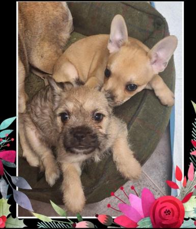 Image 10 of Female French bulldog x chihuahua x yorkshire terrier