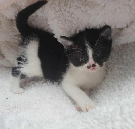Image 9 of Pretty kittens, wormed, litter trained, microchipped