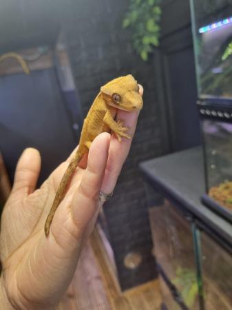 Image 10 of OMG Stunning Yellow Crested Gecko